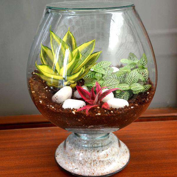 Terrariums