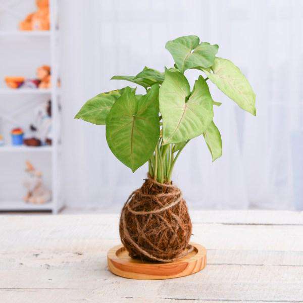 Kokedama Plants