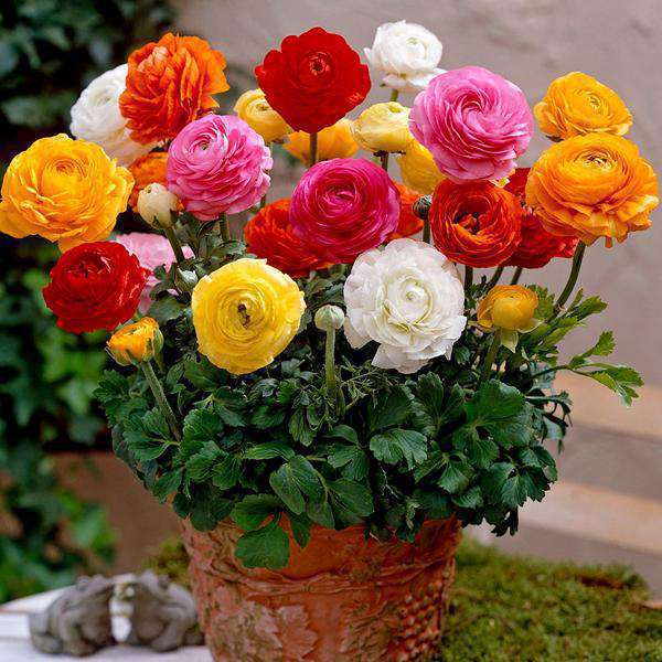 Ranunculus Flower Bulbs