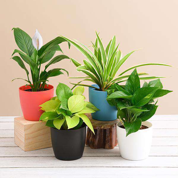 Air Purifying Plants Packs