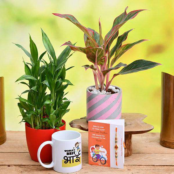 Rakhi Plant Gifts