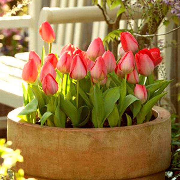 Tulip Flower Bulbs