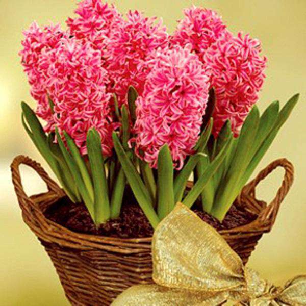 Hyacinth Flower Bulbs