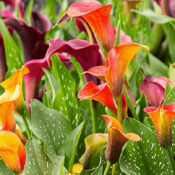 Calla Lily Flower Bulbs