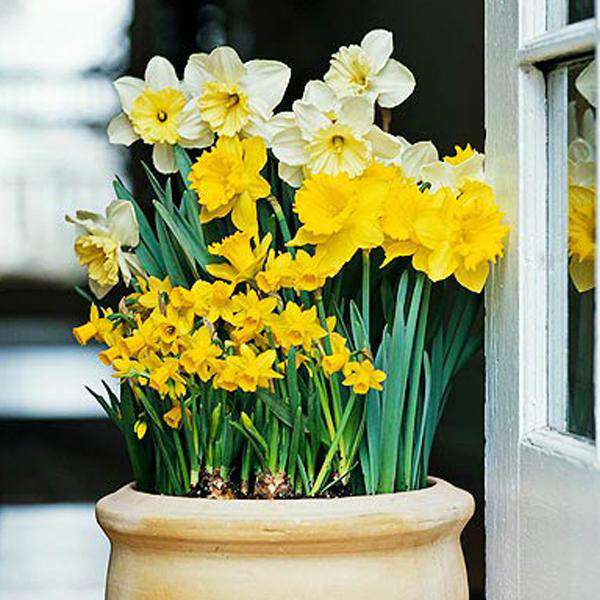 Daffodil Flower Bulbs