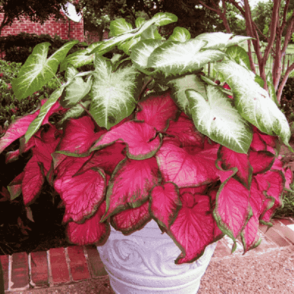 Caladium Flower Bulbs