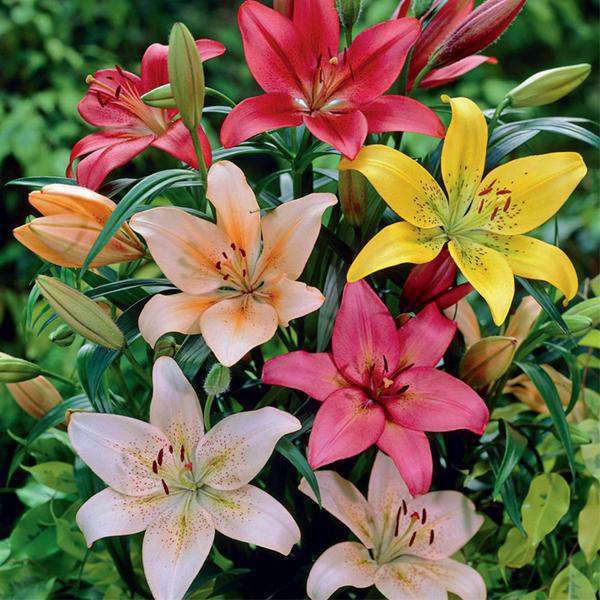 Easy To Grow Flower Bulbs