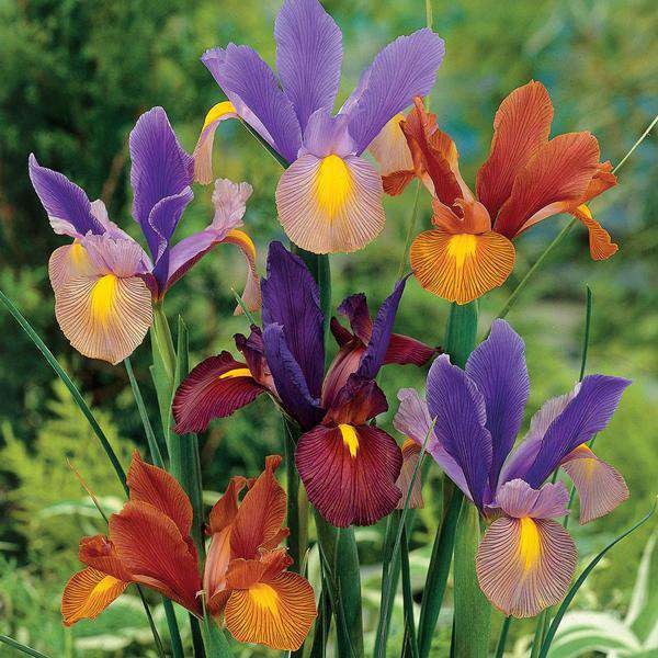 Iris Flower Bulbs