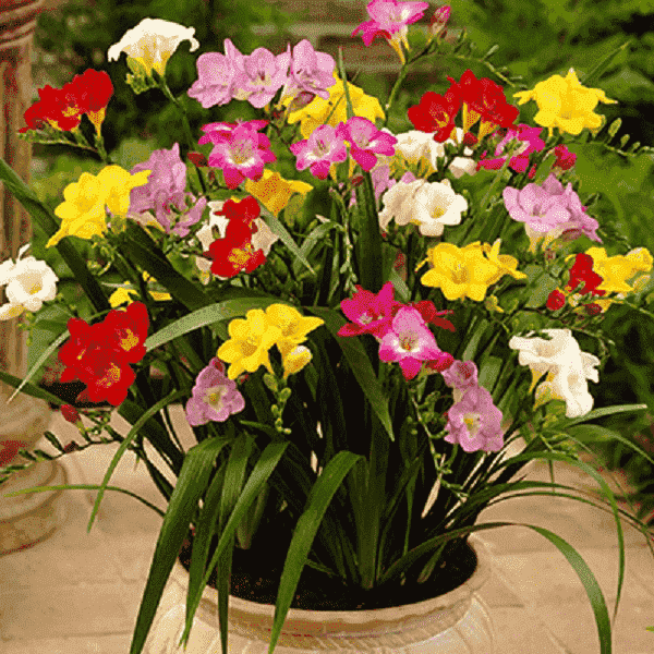 Freesia Flower Bulbs