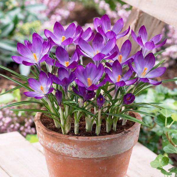 Crocus Flower Bulbs