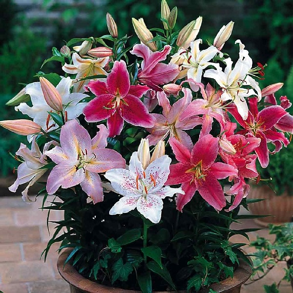 Oriental Lilies Flower Bulbs