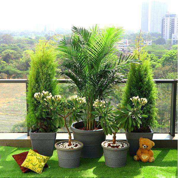 Balcony and Terrace Garden