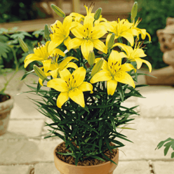 Asiatic Lilies Flower Bulbs