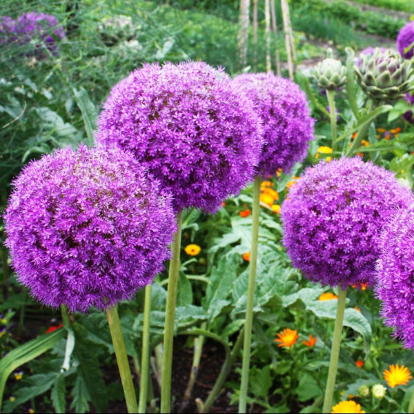 Allium Flower Bulbs