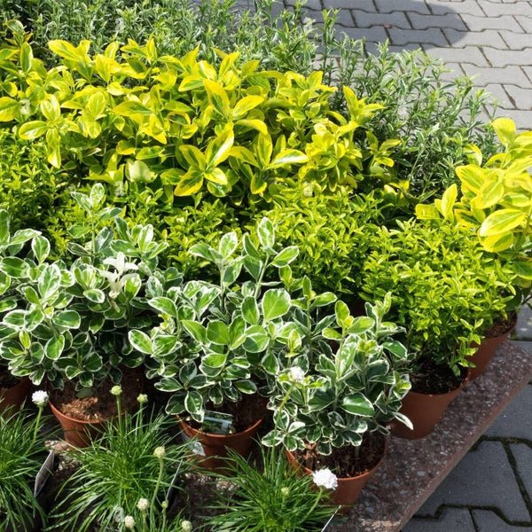 10 Shrubs Plants Name - Nurserylive