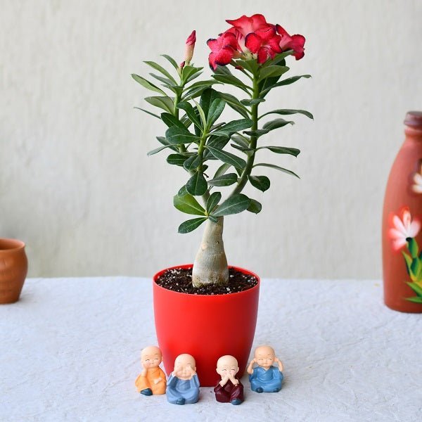 Adenium Plants