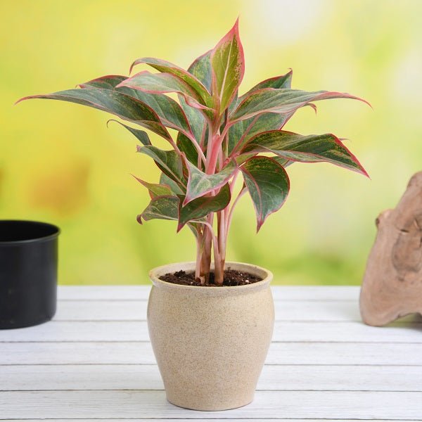 Aglaonema Plants