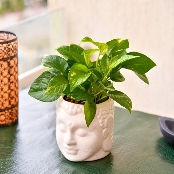 Air Purifying Plants