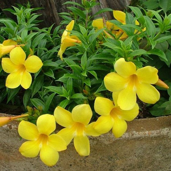 Allamanda Plants