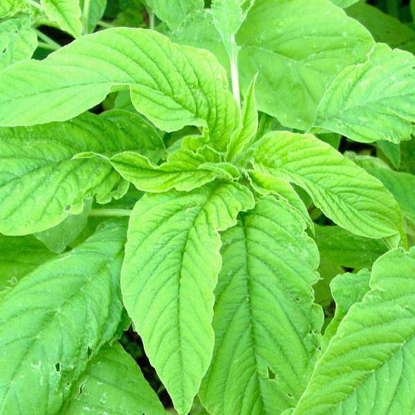 Amaranthus Seeds