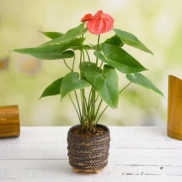 Anthurium Plants