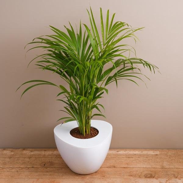 Areca Palm Plants