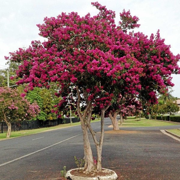 Avenue Tree Seeds