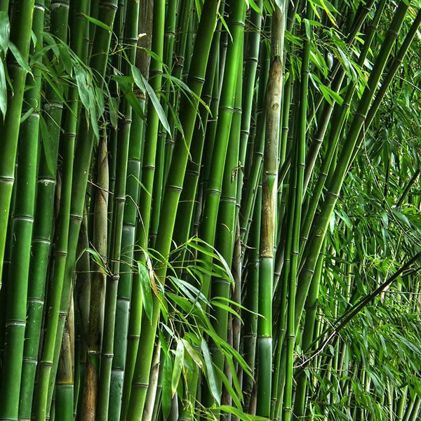 Bamboo Seeds