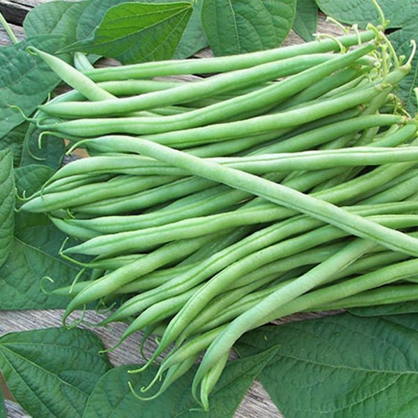 Beans Seeds