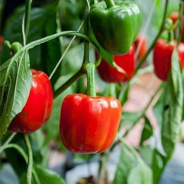 Bellpepper Seeds