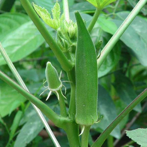 Bhindi Seeds