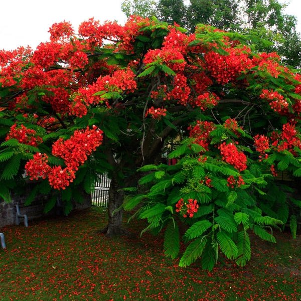 Big Plants Name - Nurserylive