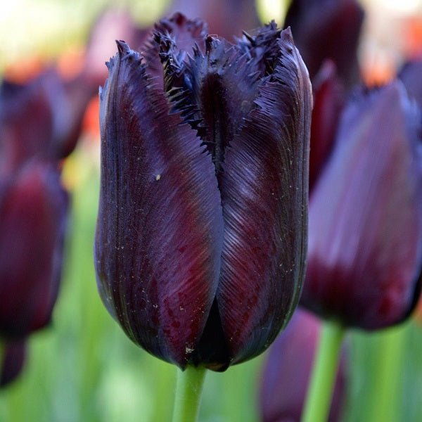 Black Flower Bulbs