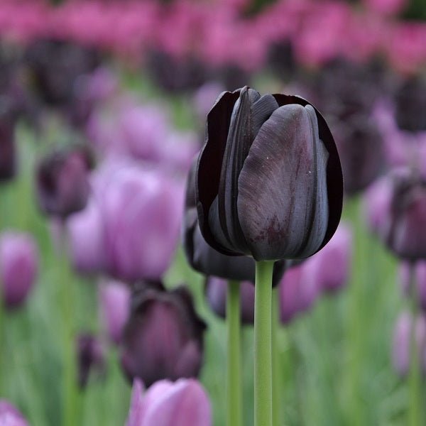 Black Flower Plants