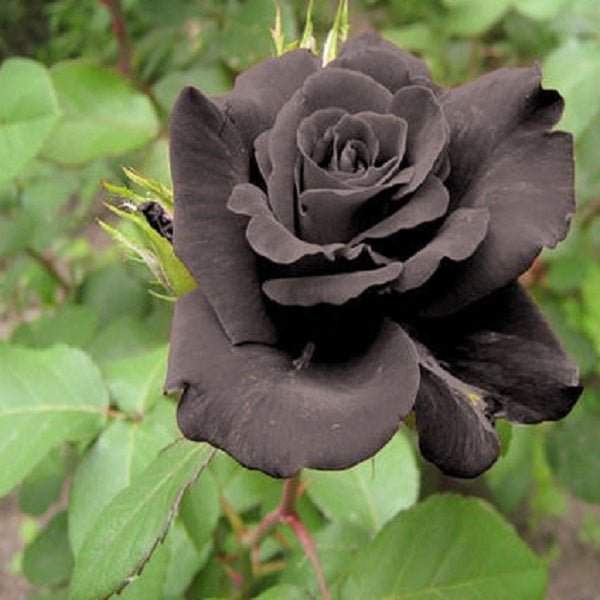 Black Rose