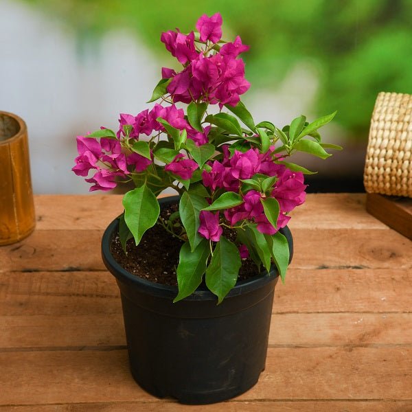 Bougainvillea Plants