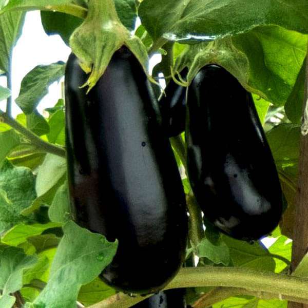 Brinjal Seeds