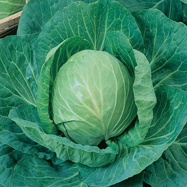 Cabbage Seeds