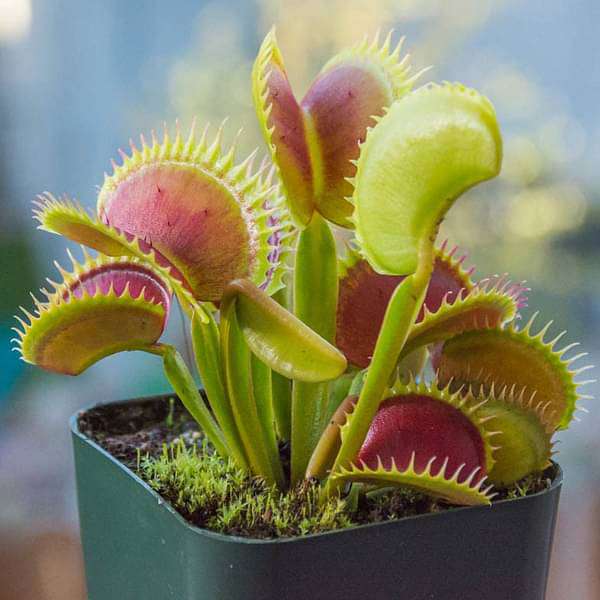 Carnivorous Plants