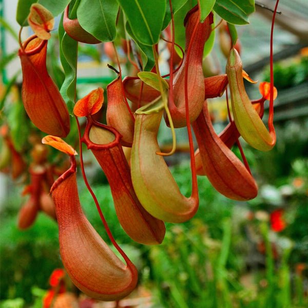 Carnivorous Plants Names - Nurserylive