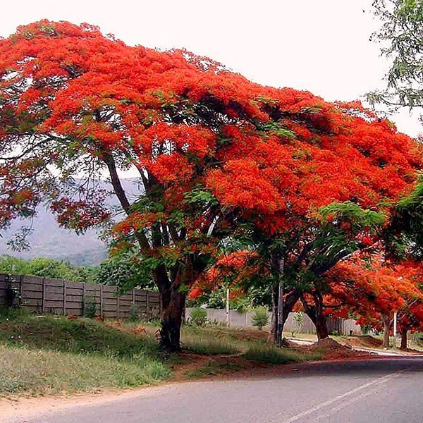 Avenue Trees