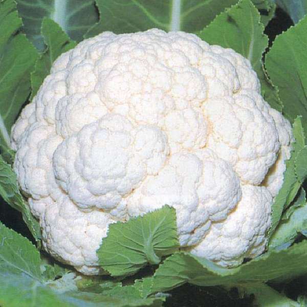 Cauliflower Seeds