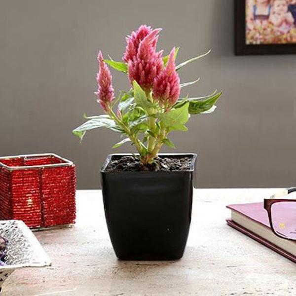 Celosia Plants