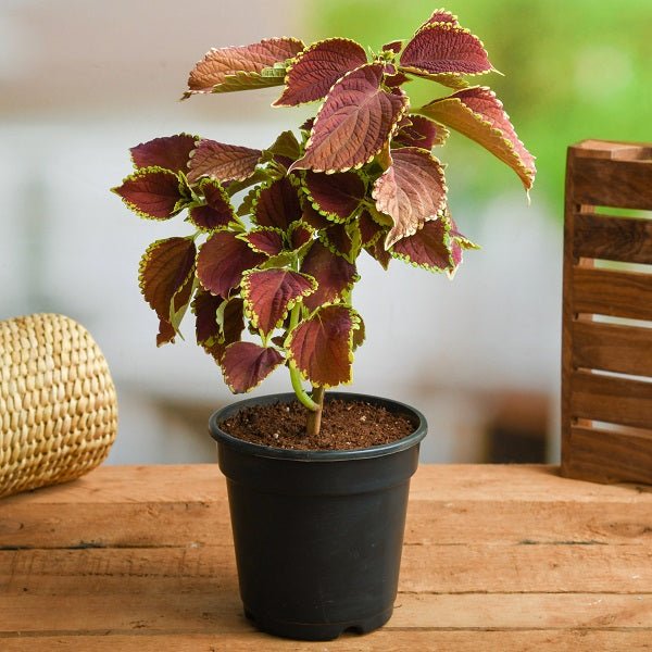 Coleus Plants