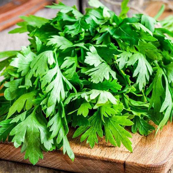 Coriander Seeds