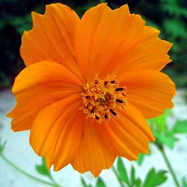 Cosmos Flower