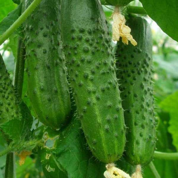 Cucumber Seeds