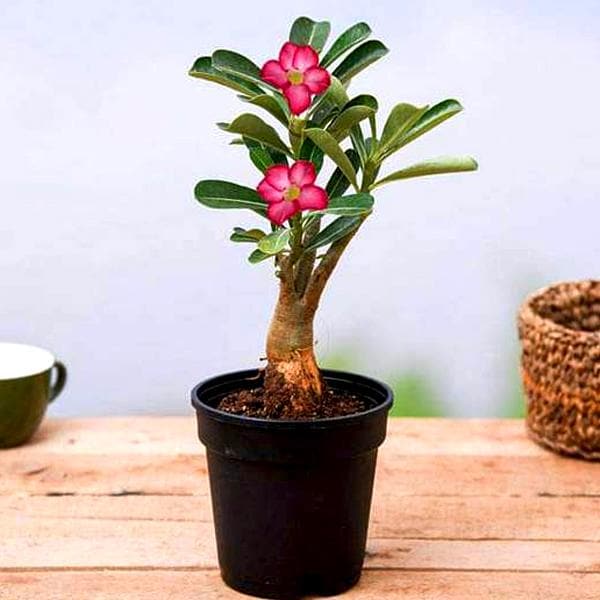 Desert Rose