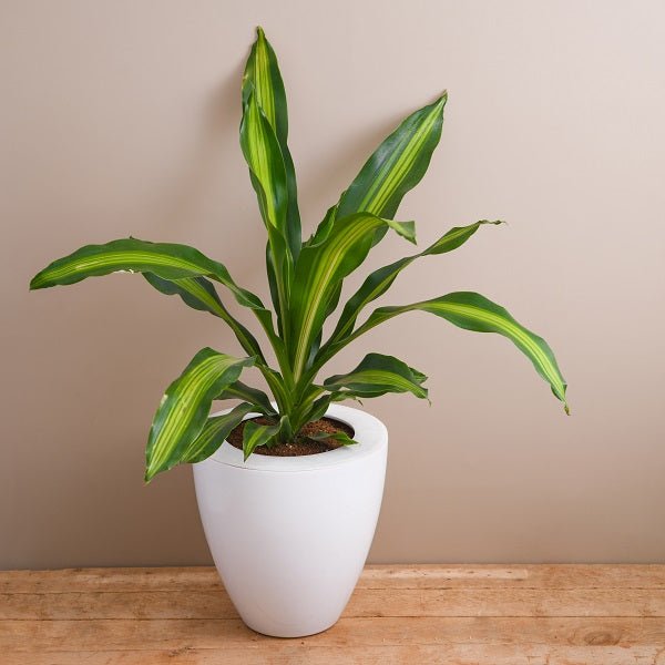 Dracaena Plants