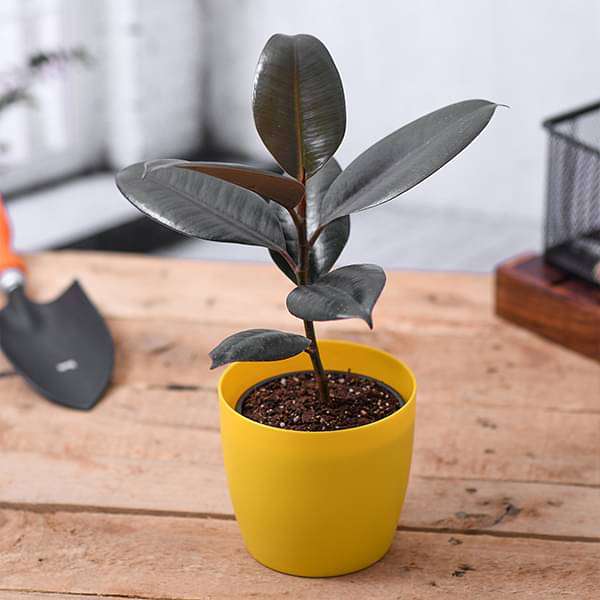 Ficus Plants